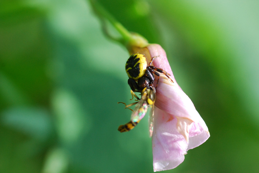 Synema globosum
